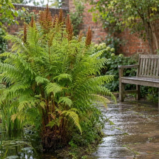 Osmunda (Osmunda regalis) — grande fougère dressée près d’un bassin · Photo d'illustration