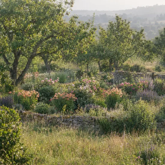 Alstrœmères (Alstroemeria sirius) — massif fleuri au milieu d'un verger champêtre · Photo d'illustration