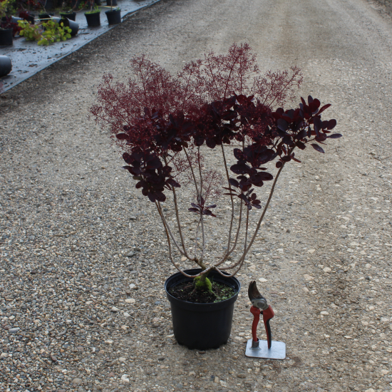 Arbre à perruque 'Lilla'