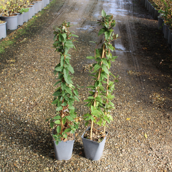 Chèvrefeuille du japon 'Chinensis'