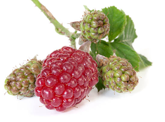 Mûre 'Medana tayberry'