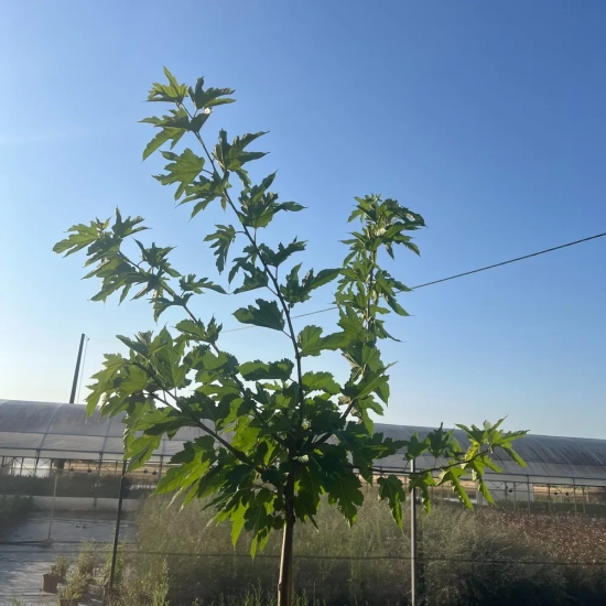 Mûrier 'Fruitless'
