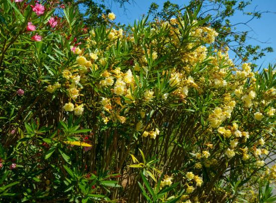 Laurier-rose 'Jaune'