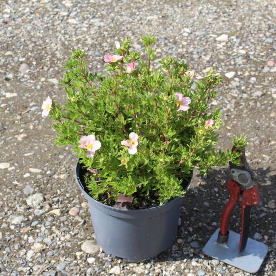 Potentille 'Lovely pink'