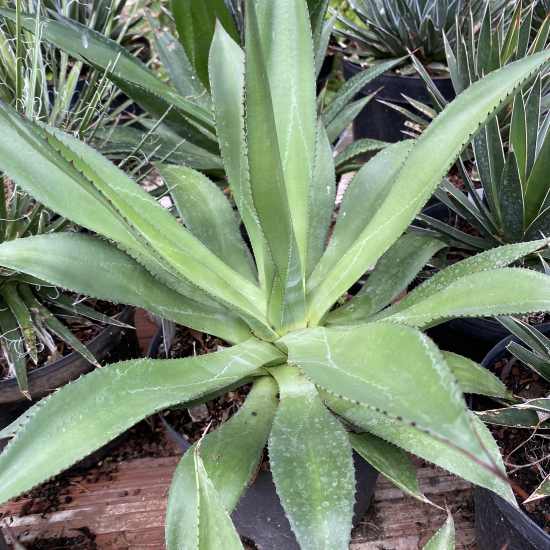 Agave obscura