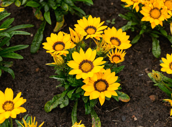 Gazania x hybrida gris-flor