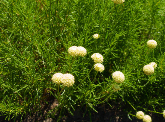 Santoline petit-cyprès 'Lemon fizz'