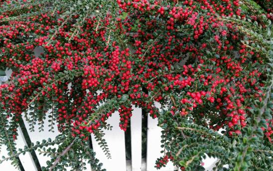 Cotoneaster de Dammer 'Coral Beauty'