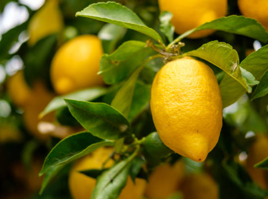 Citronnier 4 saisons