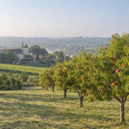 Pêcher 'Roussanne de monein' (Prunus persica) — verger d'arbres fruitiers devant paysage vallonné · Photo d'illustration