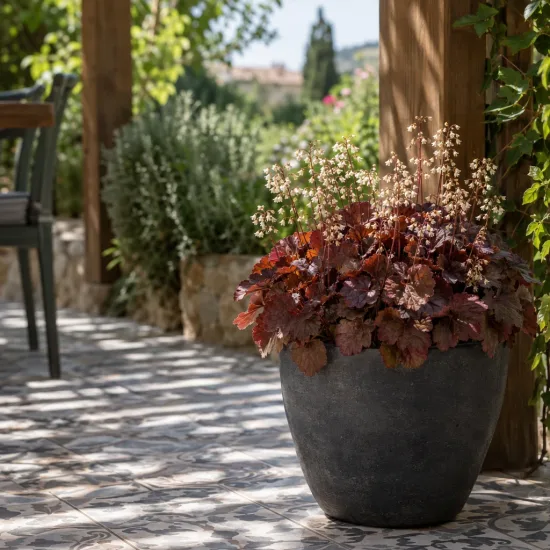 Heuchères 'Caffe vienna' (Heuchera) — potée de feuillage brun rouge sur terrasse carrelée · Photo d'illustration