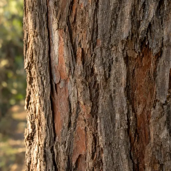 Cyprès de l'arizona 'Fastigiata' (Cupressus arizonica) — gros plan sur écorce d'arbre fissurée