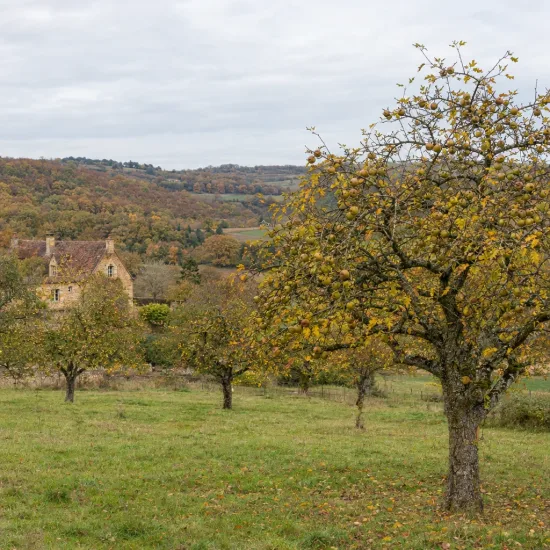 Pommier 'Peatxa' (Malus domestica) — verger d’arbres fruitiers devant paysage vallonné · Photo d'illustration