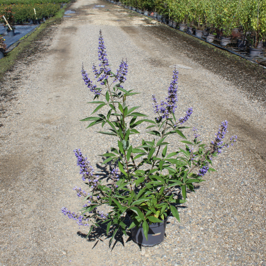 Arbre au poivre 'F latifolia'
