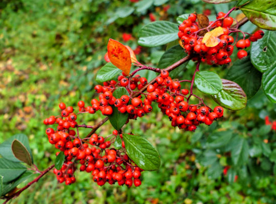 Cotonéaster laiteux