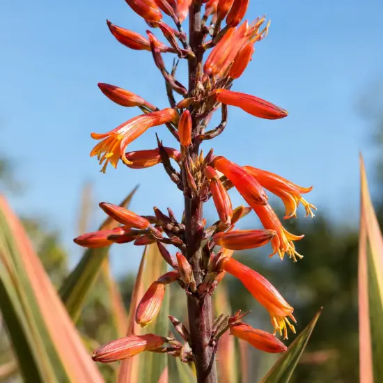 Lin de nouvelle-zélande 'Rainbow maiden' (Phormium tenax) — grappe de fleurs tubulaires orangées en gros plan