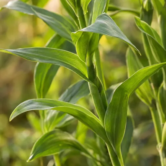 Alstrœmères 'Titan' (Alstroemeria) — tiges dressées aux feuilles vertes allongées, gros plan · Photo d'illustration