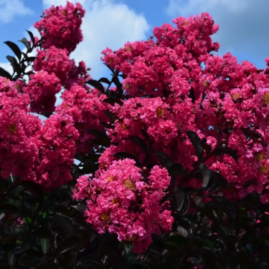 Lilas des indes 'Twilight magic'