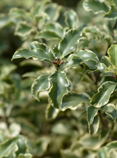 Pittospore 'Variegatum'