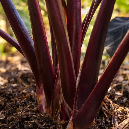 Colocasia 'Diamond head' (Colocasia esculenta) — tiges pourpres épaisses émergeant du terreau