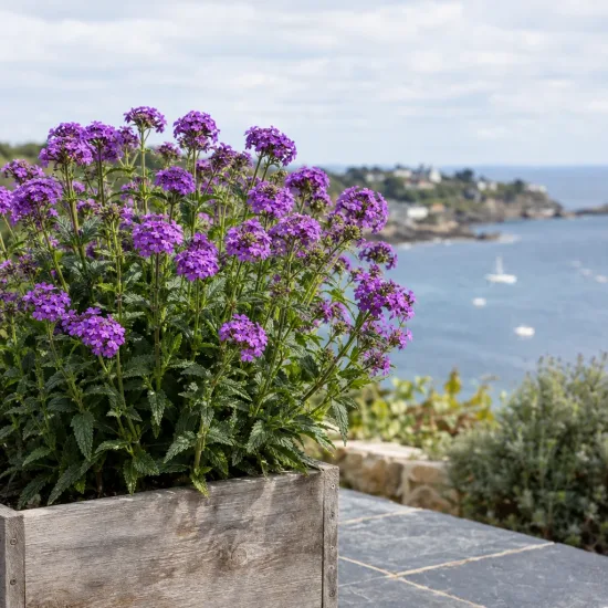 Verveine (Verbena venosa) — touffe de fleurs violettes en bac sur terrasse · Photo d'illustration