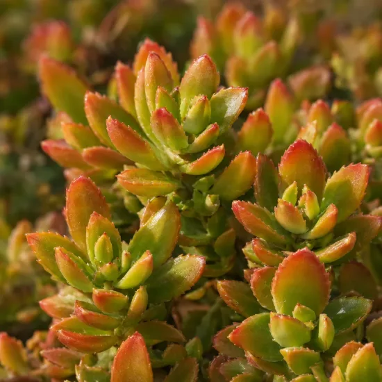 Orpin jaune 'Floriferum 'bracieux' (Sedum kamtschaticum) — gros plan de feuillage succulent aux pointes rouges · Photo d'illustration