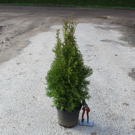 Thuya émeraude 'Emeraude'