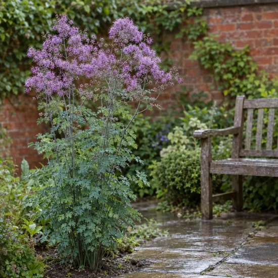 Thalictrum 'Purpureum' (Thalictrum aquilegifolium) — grand plant fleuri près d’un banc de jardin · Photo d'illustration