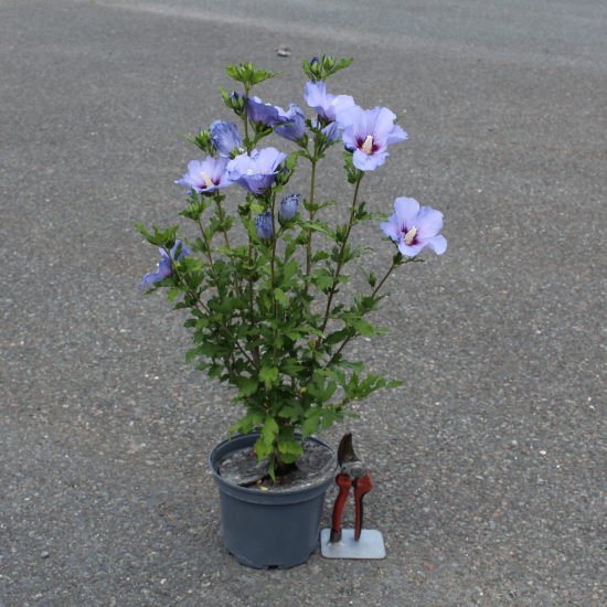 Althéa 'Oiseau bleu'