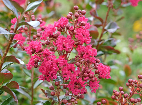 Lilas des indes 'Berlingot menthe'