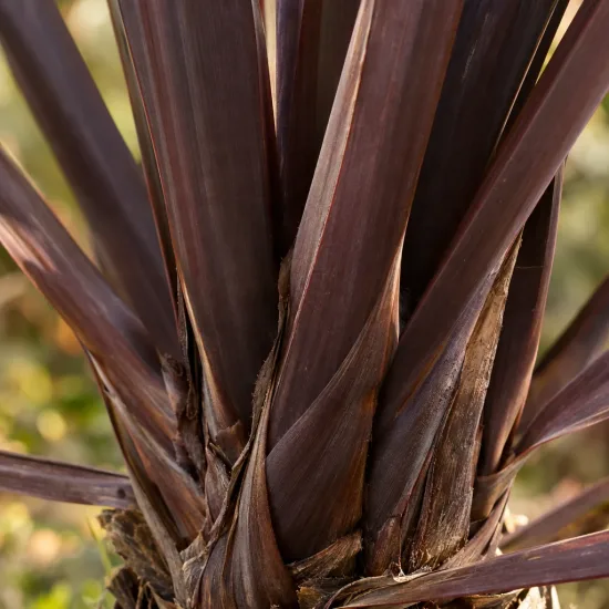 Lin de nouvelle-zélande pourpre 'Purpurea' (Phormium tenax) — gros plan sur feuillage rubané pourpre brun · Photo d'illustration