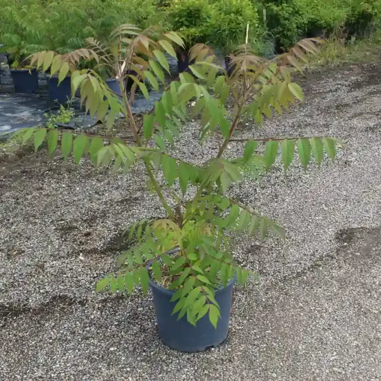 Sumac de virginie (Rhus typhina) — jeune arbuste en pot sur sol gravillonné · Pot 15L