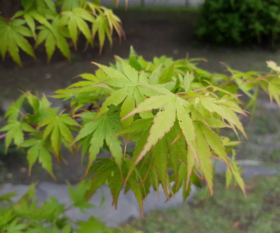 Érable du japon 'Sango kaku vert'
