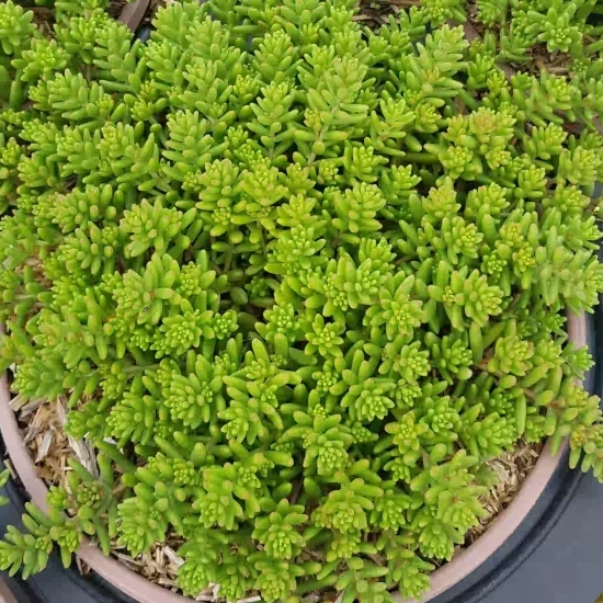 Orpin/sedum  'album coral carpet'