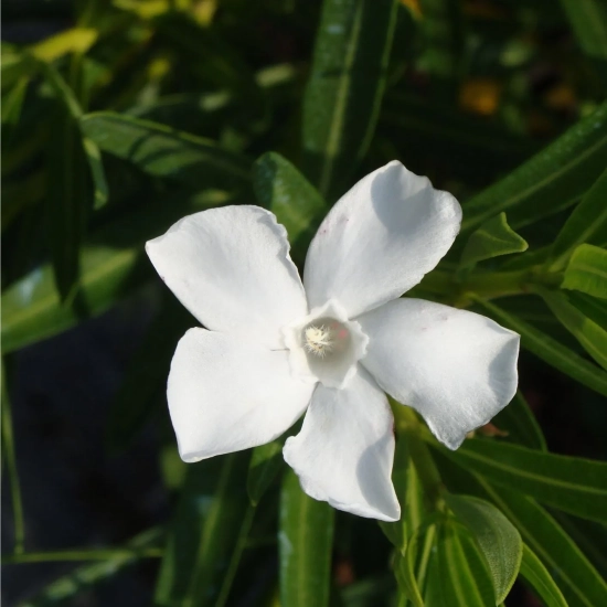 Laurier rose 'Neguev'