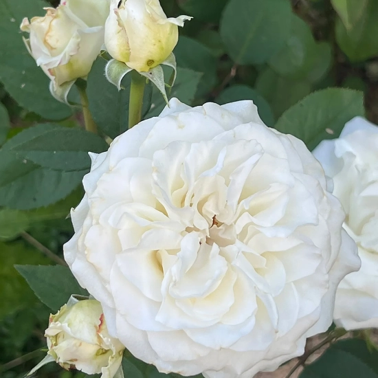 Rosier 'Lovely white voluptia'