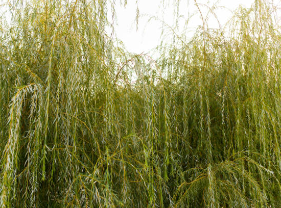 Saule pourpre pleureur 'Pendula'