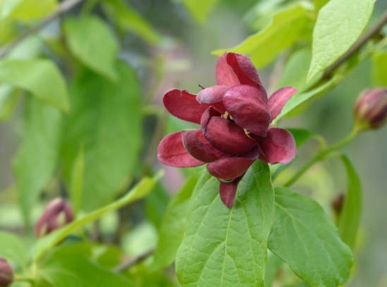CALYCANTHUS ' Aphrodite'