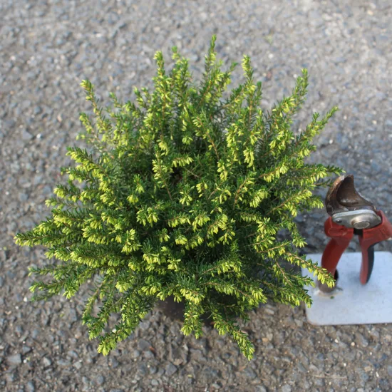 Bruyère 'Darley dale rose' (Erica darleyensis)