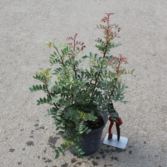 Pistachier lentisque