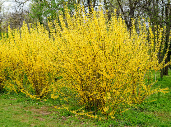 Forsythia 'Lynwood'
