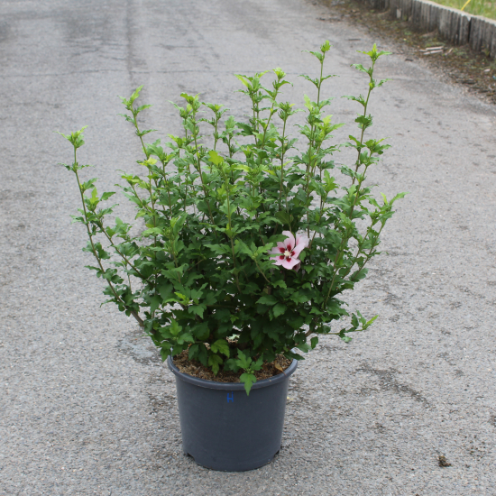 Althéa 'Hamabo rose tendre'