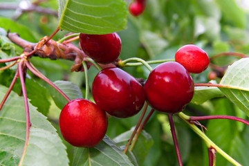 Cerisier burlat