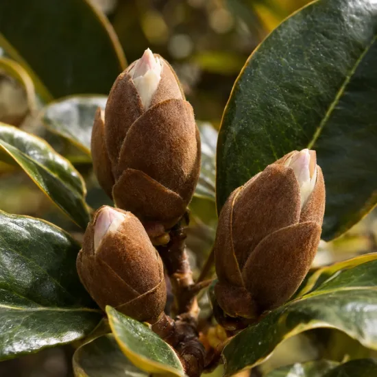 Magnolia 'Bubbles' (Michelia) — gros plan sur trois boutons floraux bruns · Photo d'illustration
