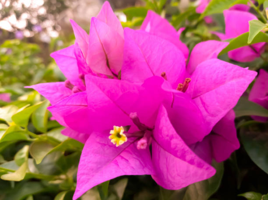 Bougainvillée glabra trep. 'rose'