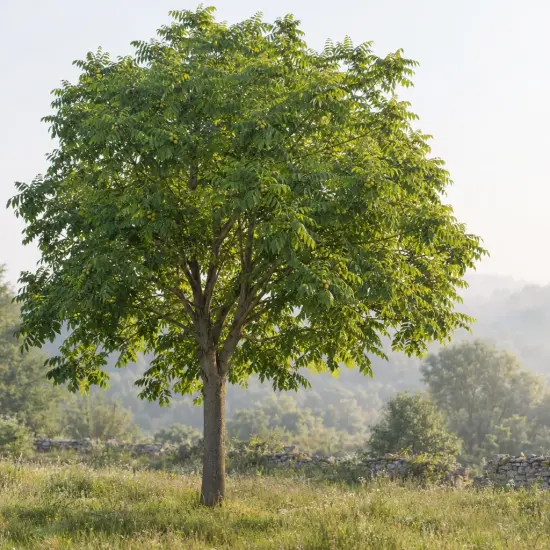 Noyer hybride 'Mj209 baccarat' (Juglans major) — arbre isolé au feuillage dense dans un pré