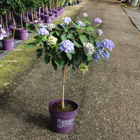 Hortensia 'Forever and ever bleu'