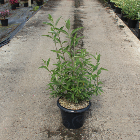 Arbre aux papillons Black Knight