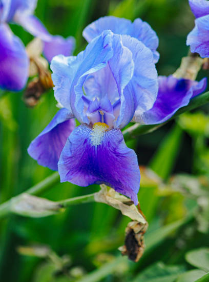 Iris nain 'Katty petts bleu'
