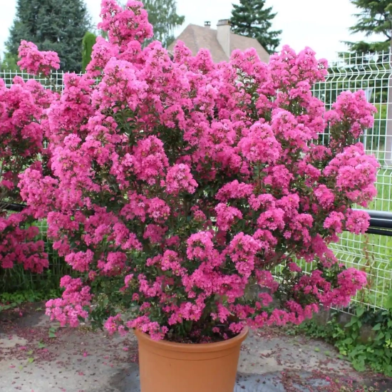 Lilas des indes 'Bergerac'